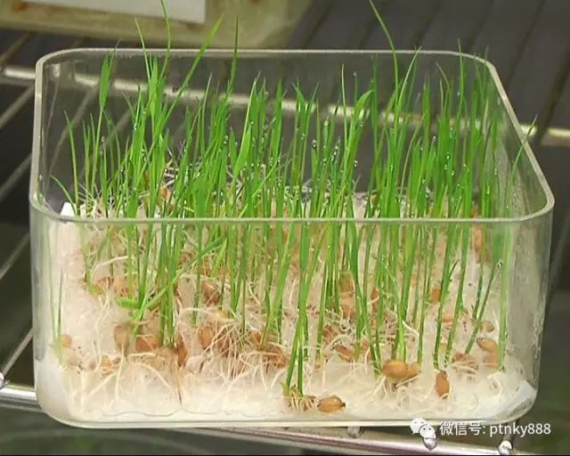 水稻种子芽率简易测定方法