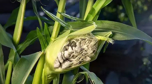 玉米不爱长，比邻居家的矮了一半，啥原因引起的？咋解决？